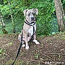 Aïko participe au concours pour gagner de l'argent avec cette photo : dog, leash, harness, forest, trees, river, greenery, outdoor, nature, pet, canine, sitting, animal, fur, ground, branch, leaves, daylight, calm, portrait