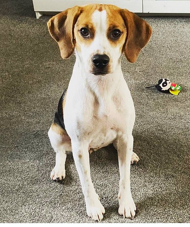 Willow is registered to the contest to win money with this photo: ancient_dog_breeds, canidae, carnivore, collar, companion_dog, dog, dog_breed, dog_collar, fawn, firefighter, flooring, gun_dog, hunting_dog, non_sporting_group, paw, scent_hound, sporting_group, terrestrial_animal, whiskers, working_animal