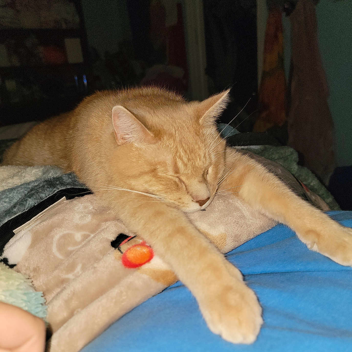 Childlike Wonder joined the competition — help win amazing prizes! animal, bed, blanket, cat, comfort, cozy, domestic, feline, fur, home, indoor, orange_cat, paw, pet, relaxed, resting, sleeping, soft, stretching, whiskers