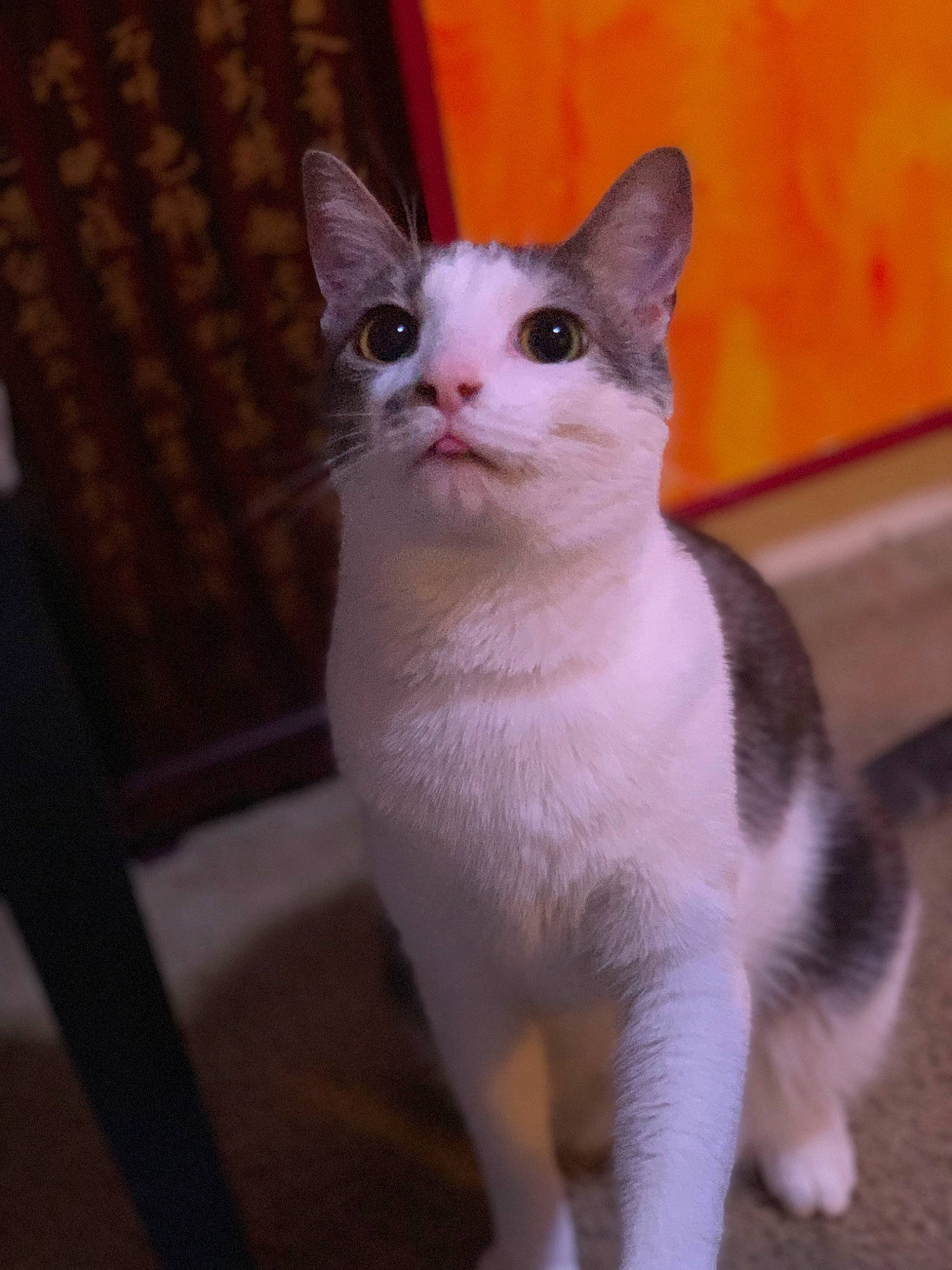 Aries joined the competition — help win amazing prizes! carnivore, cat, domestic_short_haired_cat, fawn, felidae, fur, paw, pet_supply, small_to_medium_sized_cats, snout, tail, terrestrial_animal, whiskers