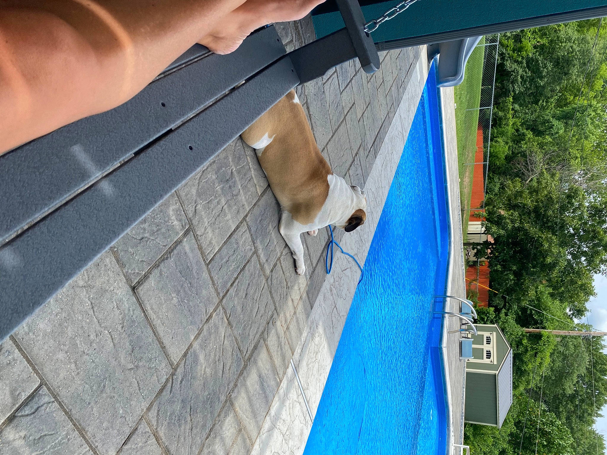 Roadie is registered to the contest to win money with this photo: asphalt, concrete, dog, electric_blue, facade, house, human_leg, leisure, pedestrian, recreation, reflection, road_surface, shadow, sidewalk, sky, tail, tree, vehicle_door, water, wood