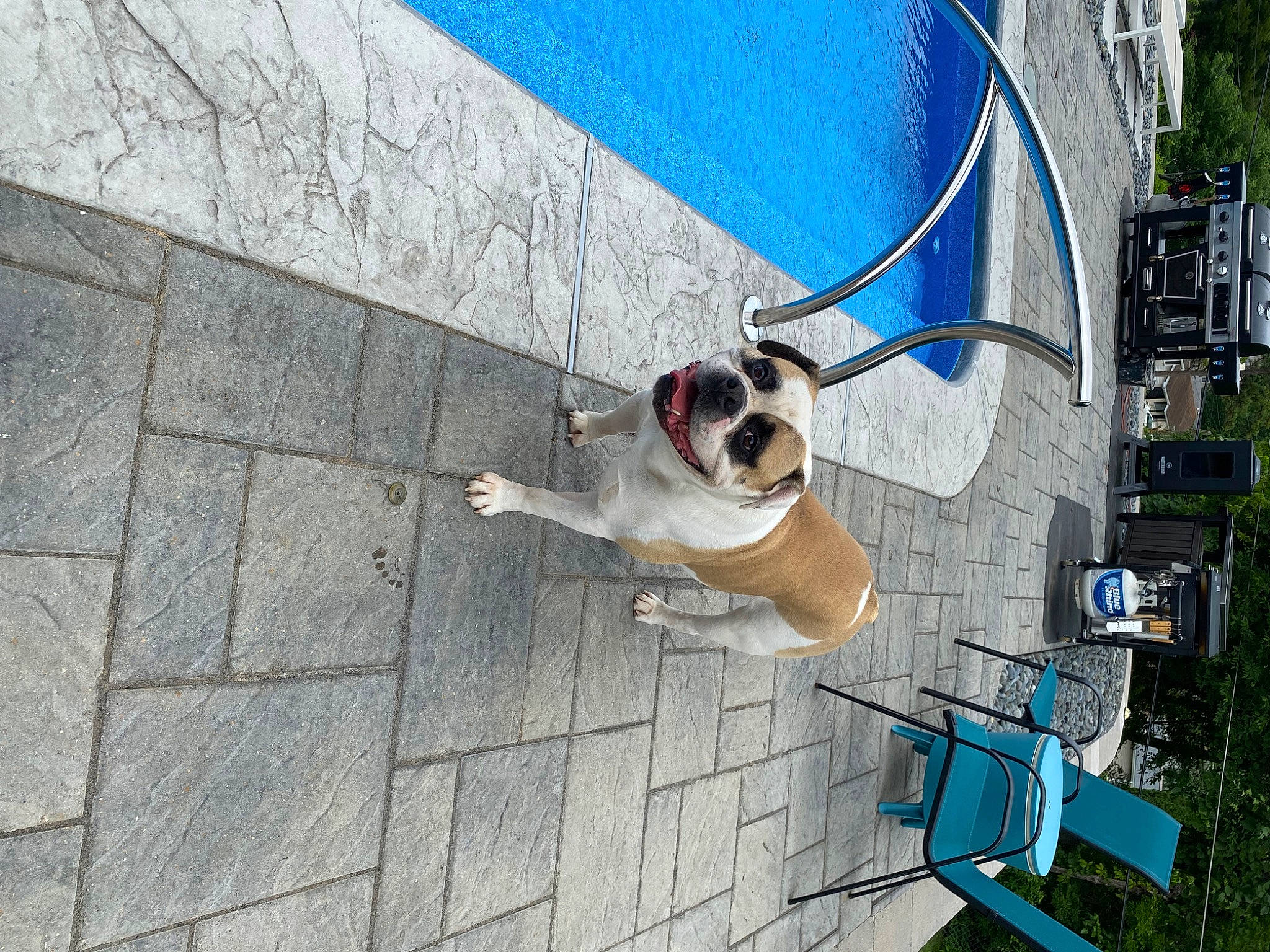 Roadie is registered to the contest to win money with this photo: blue, canidae, carnivore, collar, companion_dog, dog, dog_breed, dog_collar, dog_supply, fawn, leash, mammal, pet_supply, plant, sidewalk, snout, sporting_group, vertebrate, water, working_animal