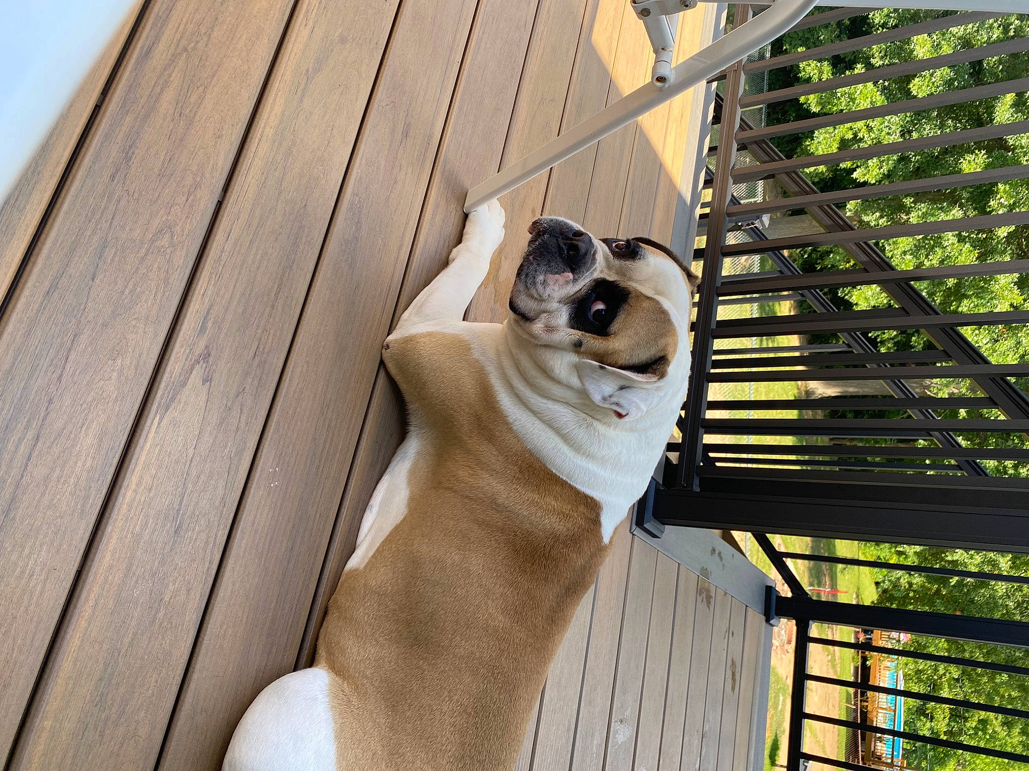 Roadie joined the competition — help win amazing prizes! canidae, carnivore, companion_dog, dog, dog_breed, dog_collar, dog_supply, eyewear, fawn, fur, hardwood, pet_supply, plank, shade, snout, sporting_group, tail, wood, wood_stain, working_animal