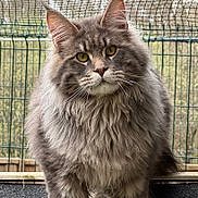 Wagner a rejoint le concours — aidez-le/la à gagner de superbes lots ! cat, fluffy, gray, yellow_eyes, outdoor, fence, pet, animal, portrait, curious, long_hair, whiskers, ears, close_up, nature, domestic_cat, mammal, feline, standing, fur