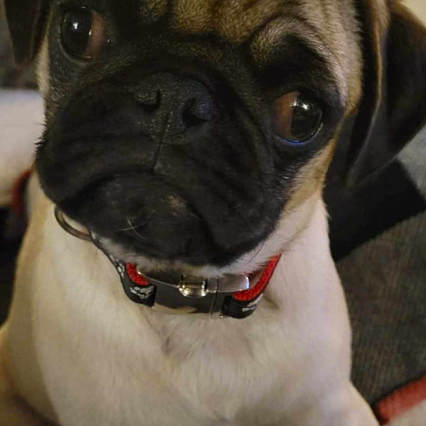 Mr Beffy joined the competition — help win amazing prizes! animal, bulldog, canine, dog, pet, pug, puppy