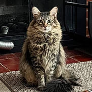 Pastrnak is registered to the contest to win money with this photo: animal, cat, cozy, domestic, ears, feline, fireplace, fluffy, home, indoor, long_fur, looking_at_camera, mat, pet, portrait, sitting, tabby, tail, tiled_floor, whiskers