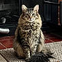 animal, cat, cozy, domestic, ears, feline, fireplace, fluffy, home, indoor, long_fur, looking_at_camera, mat, pet, portrait, sitting, tabby, tail, tiled_floor, whiskers