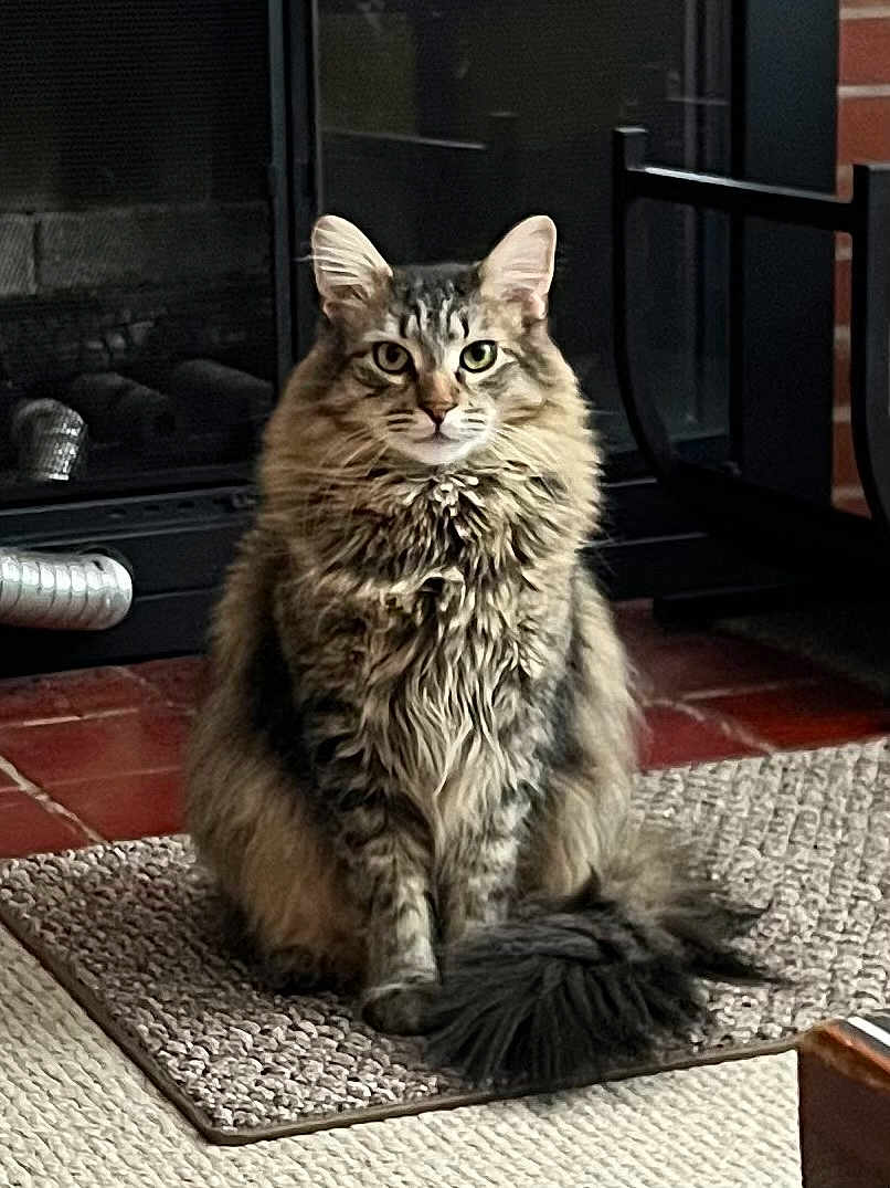 Pastrnak