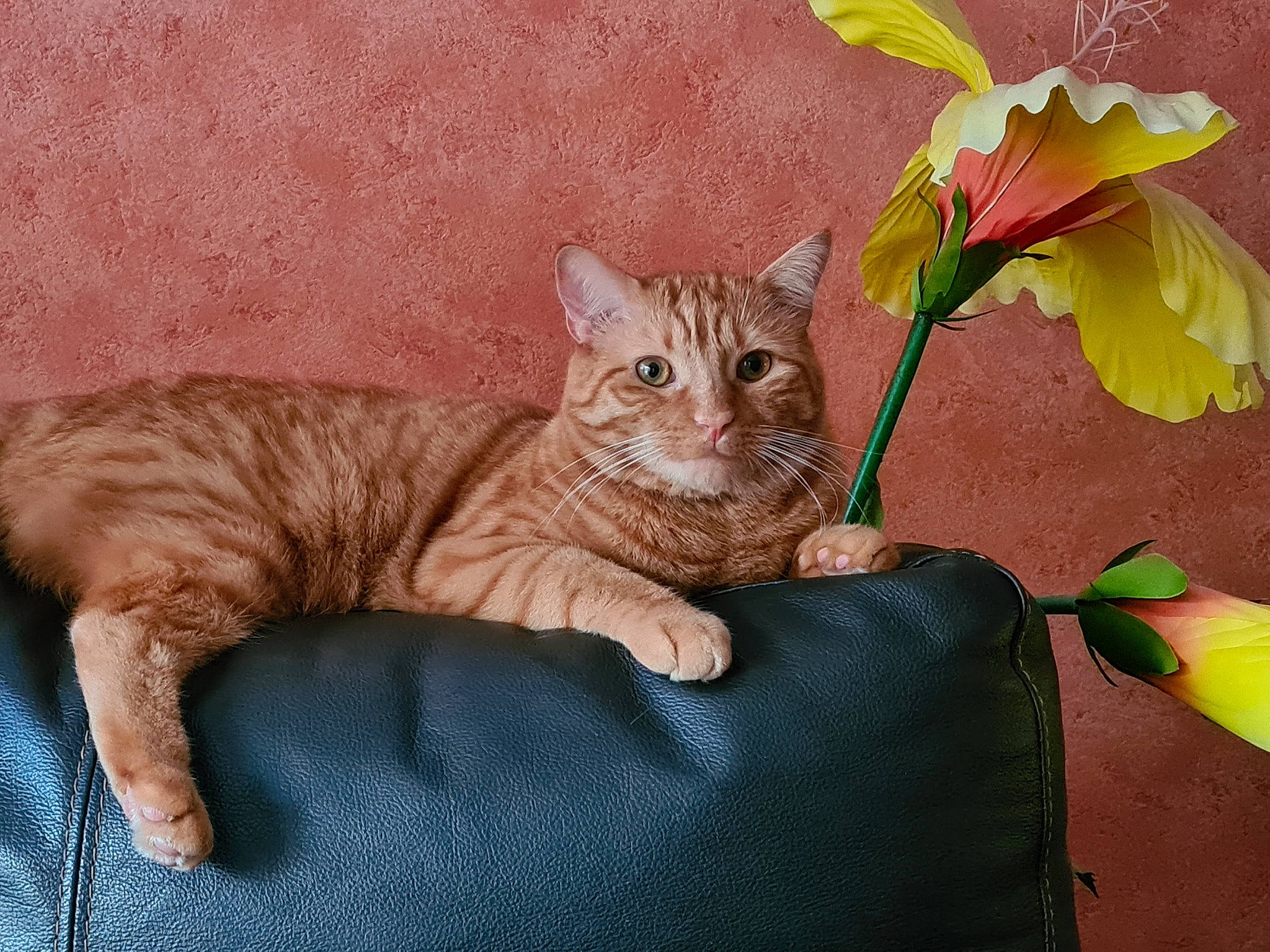 Kermite a rejoint le concours — aidez-le/la à gagner de superbes lots ! carnivore, cat, cat_toy, comfort, domestic_short_haired_cat, fawn, felidae, flower, flowering_plant, fur, herbaceous_plant, paw, pedicel, petal, plant, sitting, small_to_medium_sized_cats, tail, terrestrial_animal, whiskers