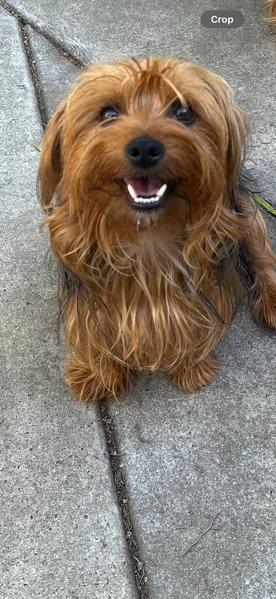 Milo joined the competition — help win amazing prizes! canidae, carnivore, companion_dog, dog, dog_breed, fur, ingredient, liver, snout, sporting_group, terrier, toy_dog, wood, working_animal, yorkipoo