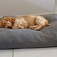 Bill a rejoint le concours — aidez-le/la à gagner de superbes lots ! animal, bed, calm, canine, companion, cozy, cushion, dog, domestic, fur, golden, home, indoor, nap, pet, quiet, relaxation, resting, sleeping, tile_floor