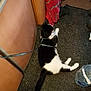 Simba is registered to the contest to win money with this photo: cat, black_and_white, floor, leash, indoor, red_cloth, water_container, footwear, shoe, person, pet, animal, resting, texture, fabric, corner, casual, home, relaxed, companion