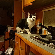 Simba is registered to the contest to win money with this photo: cat, kitchen, counter, microwave, sink, bottle, cabinet, dish, kitchen_utensil, appliance, indoor, pet, black_and_white, curious, furniture, animal, home, domestic, tableware, room