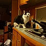 cat, kitchen, counter, microwave, sink, bottle, cabinet, dish, kitchen_utensil, appliance, indoor, pet, black_and_white, curious, furniture, animal, home, domestic, tableware, room