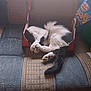 Simba is registered to the contest to win money with this photo: cat, black_and_white, sleeping, box, couch, indoor, pet, feline, cozy, curled_up, paws, tail, resting, cute, animal, domestic, fur, relaxed, home, comfort