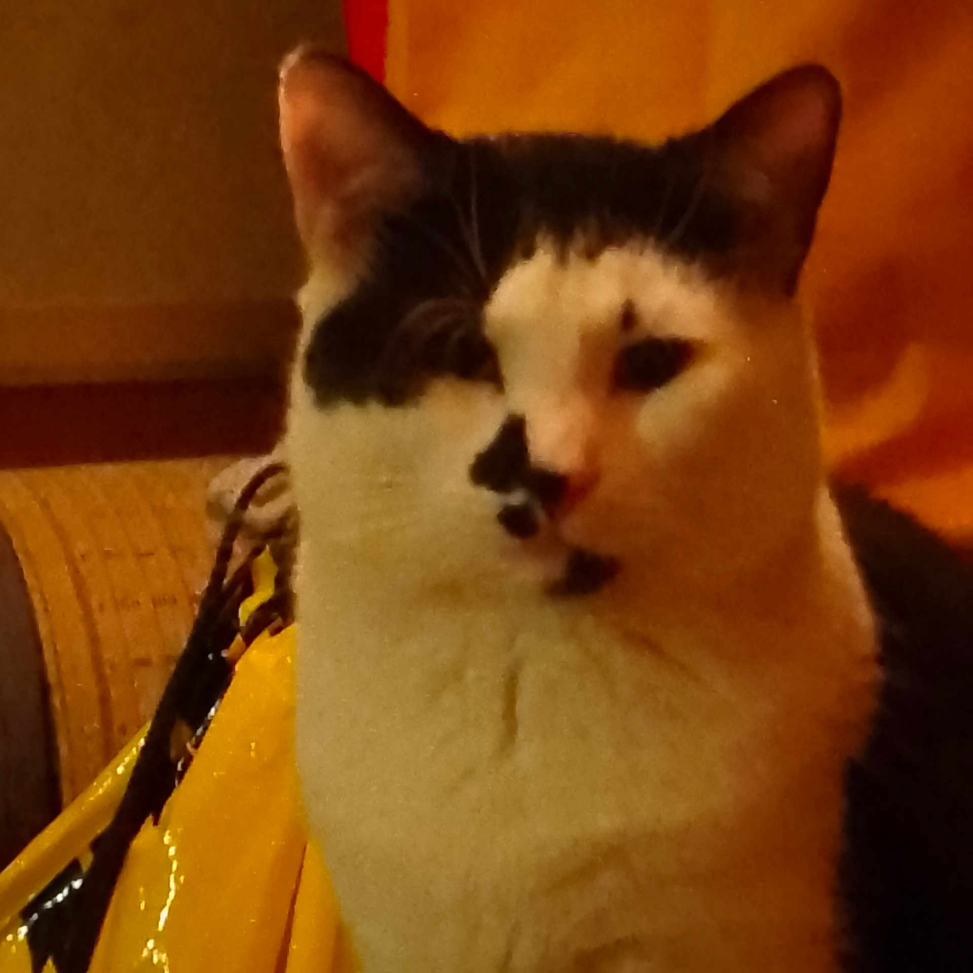 Simba
