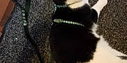 Simba is registered to the contest to win money with this photo: cat, black_and_white, harness, leash, hand, carpet, indoor, pet, animal, relaxed, fur, whiskers, floor, domestic, mammal, resting, side_view, feline, close_up, texture