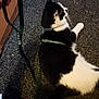 cat, black_and_white, harness, leash, hand, carpet, indoor, pet, animal, relaxed, fur, whiskers, floor, domestic, mammal, resting, side_view, feline, close_up, texture