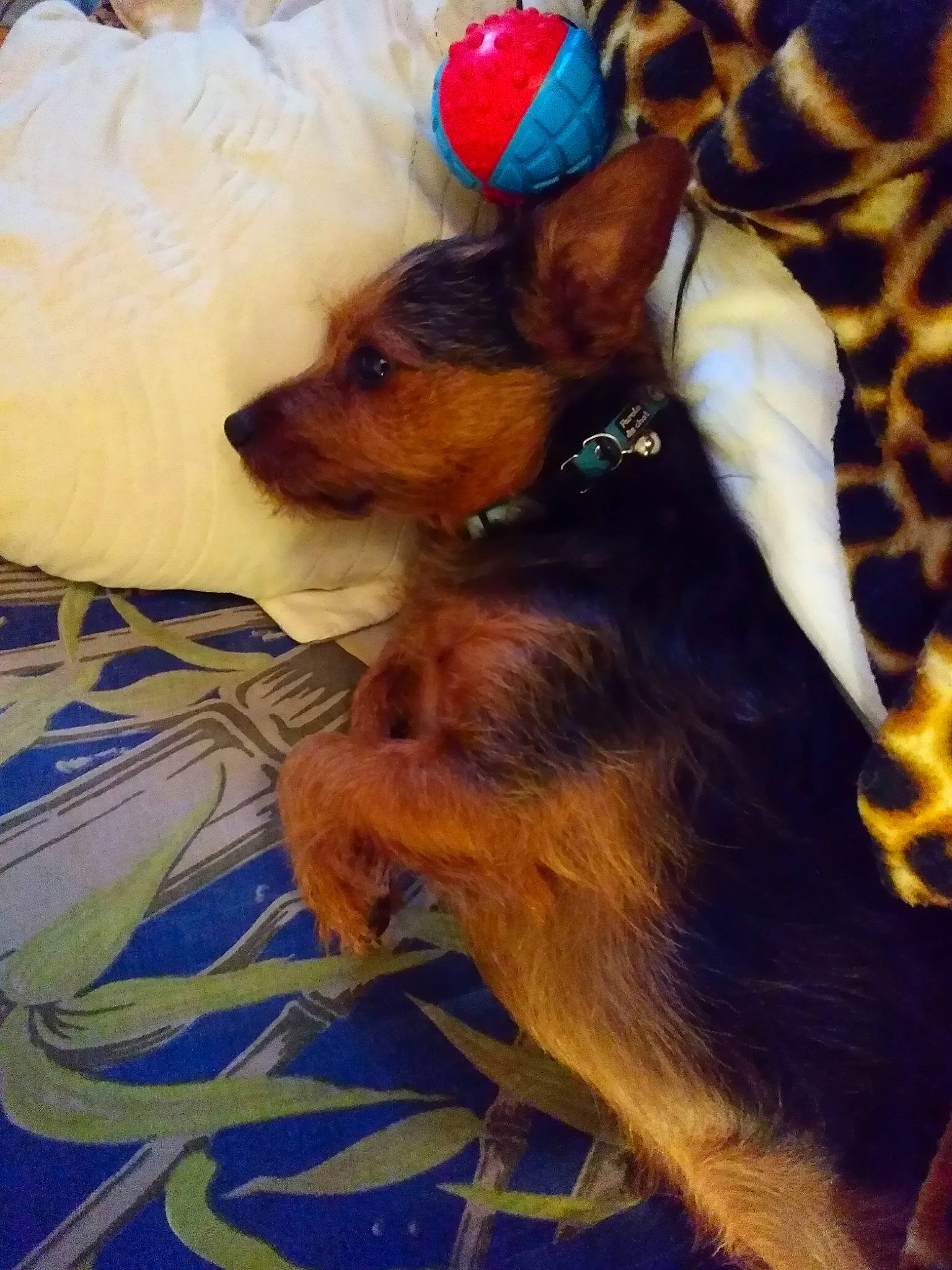 Garfield a rejoint le concours — aidez-le/la à gagner de superbes lots ! australian_terrier, canidae, carnivore, companion_dog, dog, dog_breed, mammal, puppy, russkiy_toy, small_terrier, terrier, toy_dog, yorkshire_terrier