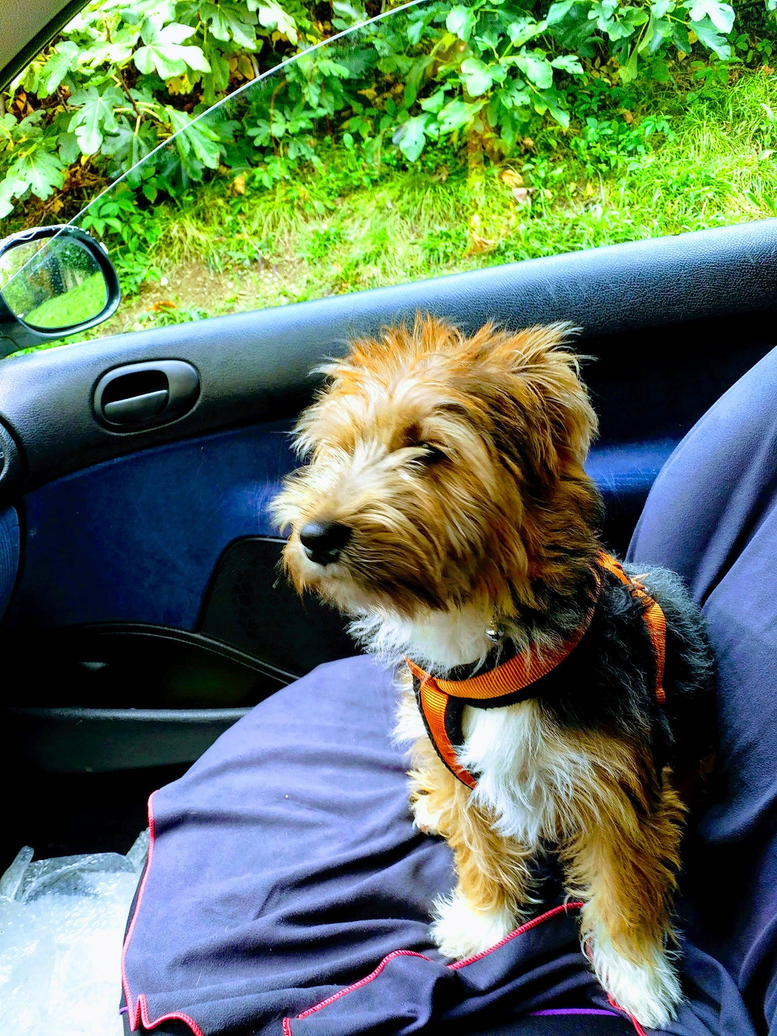 Guizmo a rejoint le concours — aidez-le/la à gagner de superbes lots ! bosnian_coarse_haired_hound, canidae, carnivore, companion_dog, dog, dog_breed, dutch_smoushond, glen_of_imaal_terrier, irish_soft_coated_wheaten_terrier, mammal, petit_basset_griffon_vendeen, rare_breed_dog, sapsali, schnoodle, small_terrier, sporting_group, sporting_lucas_terrier, terrier, tibetan_terrier, vertebrate