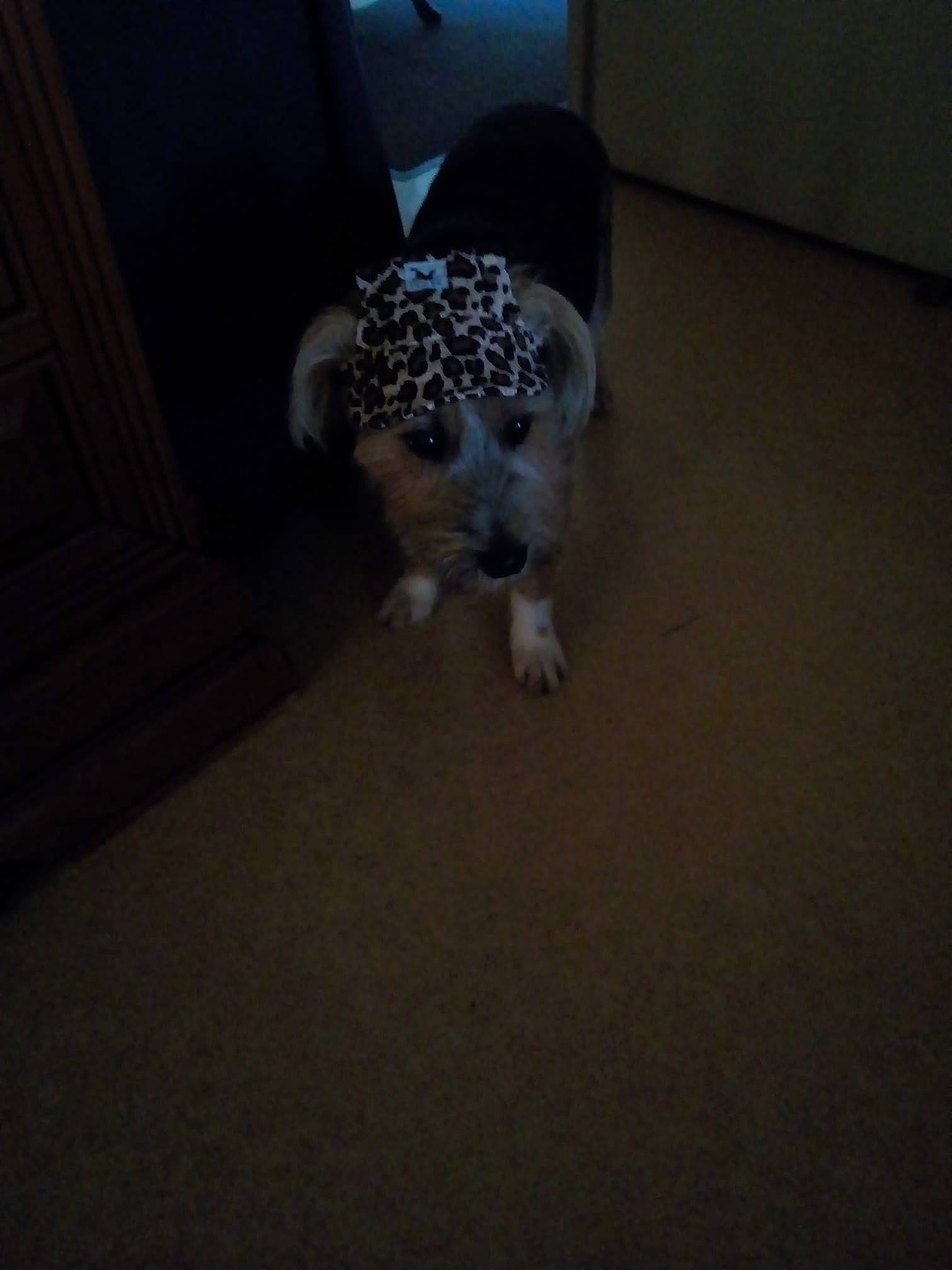 Guizmo participe au concours pour gagner de l'argent avec cette photo : black, canidae, carnivore, companion_dog, dog, dog_breed, floor, flooring, fur, grey, hardwood, laminate_flooring, mammal, puppy, snout, sporting_group, toy_dog, vertebrate, wood_flooring, working_animal