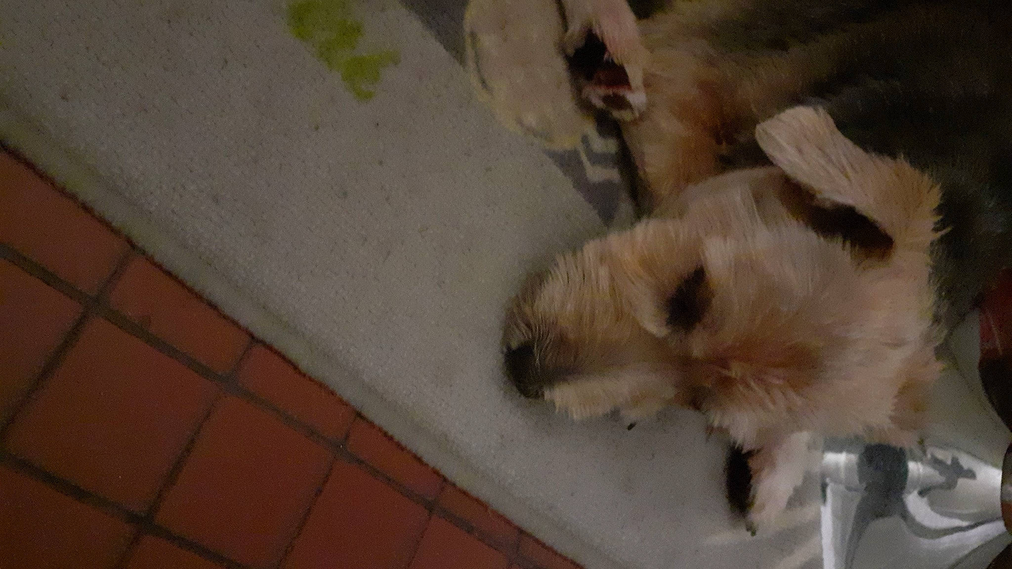 Guizmo participe au concours pour gagner de l'argent avec cette photo : brick, brickwork, canidae, carnivore, companion_dog, concrete, dog, dog_breed, fawn, flooring, fur, non_sporting_group, small_terrier, snout, sporting_group, terrestrial_animal, terrier, toy_dog, wood