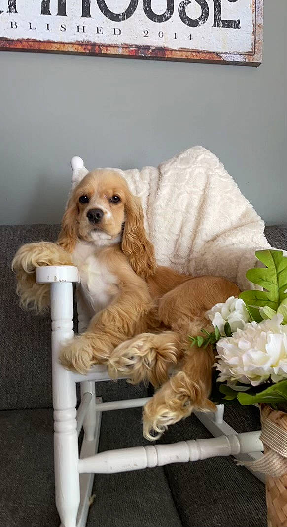 Juliette is registered to the contest to win money with this photo: carnivore, chair, comfort, companion_dog, dog, dog_breed, dog_supply, fawn, flower, flower_arranging, fur, liver, outdoor_furniture, petal, picture_frame, spaniel, toy, toy_dog, wood, working_animal