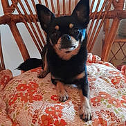 Rosie a rejoint le concours — aidez-le/la à gagner de superbes lots ! dog, chihuahua, small_dog, black_dog, tan_markings, floral_cushion, wooden_chair, indoor, pet, animal, furniture, relaxed, cute, sitting, cozy, home, domestic, companion, paws, ears