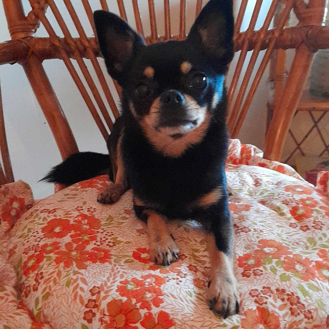 Rosie a rejoint le concours — aidez-le/la à gagner de superbes lots ! animal, black_dog, chihuahua, companion, cozy, cute, dog, domestic, ears, floral_cushion, furniture, home, indoor, paws, pet, relaxed, sitting, small_dog, tan_markings, wooden_chair