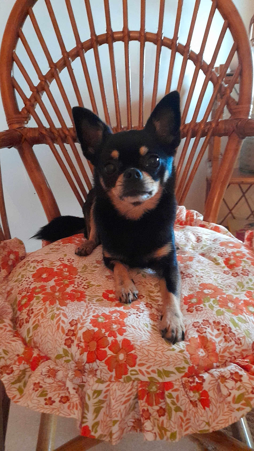 Rosie a rejoint le concours — aidez-le/la à gagner de superbes lots ! dog, chihuahua, small_dog, black_dog, tan_markings, floral_cushion, wooden_chair, indoor, pet, animal, furniture, relaxed, cute, sitting, cozy, home, domestic, companion, paws, ears