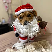 Snoop Dog joined the competition — help win amazing prizes! dog, santa_costume, red_hat, white_beard, pet, bed, blanket, cozy, indoors, portrait, brown_dog, cute, holiday, christmas, costume, furry, animal, face, looking, cute_pet