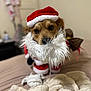 dog, santa_costume, red_hat, white_beard, pet, bed, blanket, cozy, indoors, portrait, brown_dog, cute, holiday, christmas, costume, furry, animal, face, looking, cute_pet