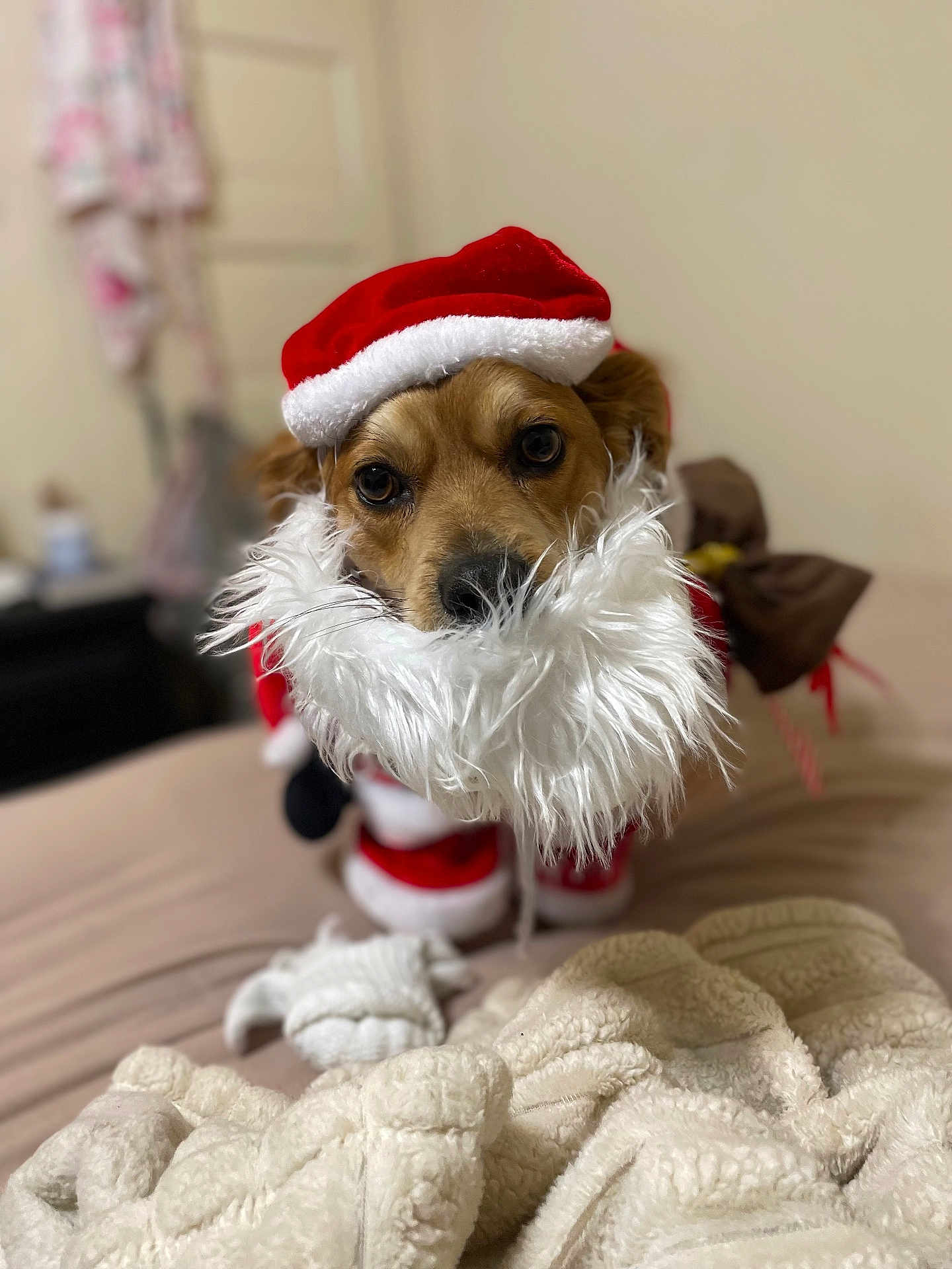 Snoop Dog joined the competition — help win amazing prizes! dog, santa_costume, red_hat, white_beard, pet, bed, blanket, cozy, indoors, portrait, brown_dog, cute, holiday, christmas, costume, furry, animal, face, looking, cute_pet