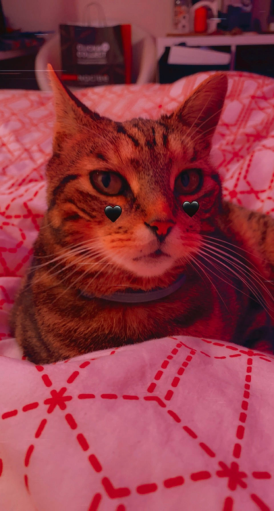 Biscuit a rejoint le concours — aidez-le/la à gagner de superbes lots ! carnivore, cat, cat_supply, close_up, comfort, domestic_short_haired_cat, event, felidae, fur, linens, pattern, peach, pink, small_to_medium_sized_cats, snout, tail, terrestrial_animal, textile, whiskers, window