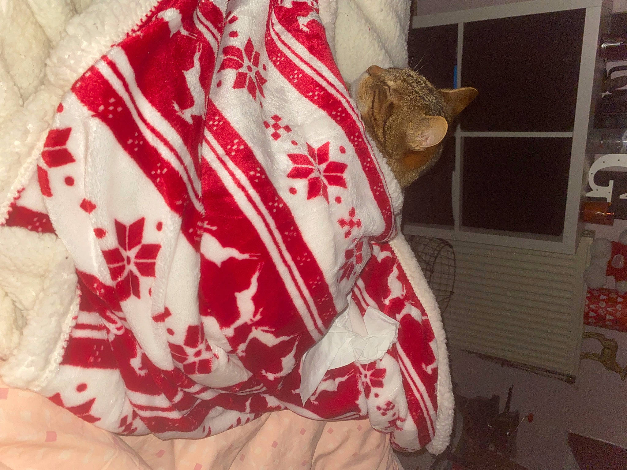 Biscuit a rejoint le concours — aidez-le/la à gagner de superbes lots ! bedding, carmine, cat, chair, christmas, christmas_decoration, christmas_ornament, couch, domestic_short_haired_cat, event, fashion_accessory, felidae, fur, linens, pattern, pillow, sleeve, small_to_medium_sized_cats, textile, whiskers