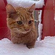 Yakari a rejoint le concours — aidez-le/la à gagner de superbes lots ! cat, kitten, snow, red_structure, outdoor, winter, snowflakes, fur, animal, cute, curious, closeup, whiskers, ears, nose, eyes, nature, cold, daylight, exploration