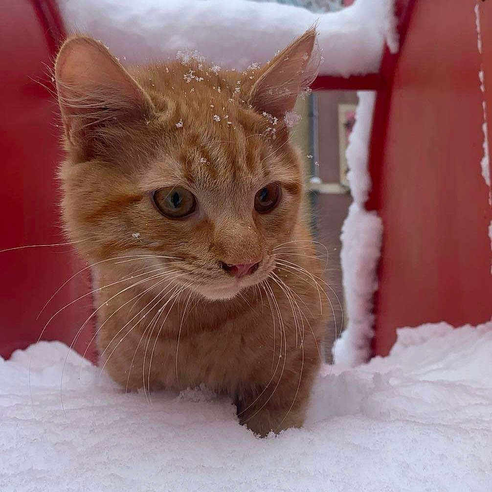 Yakari a rejoint le concours — aidez-le/la à gagner de superbes lots ! animal, cat, closeup, cold, curious, cute, daylight, ears, exploration, eyes, fur, kitten, nature, nose, outdoor, red_structure, snow, snowflakes, whiskers, winter