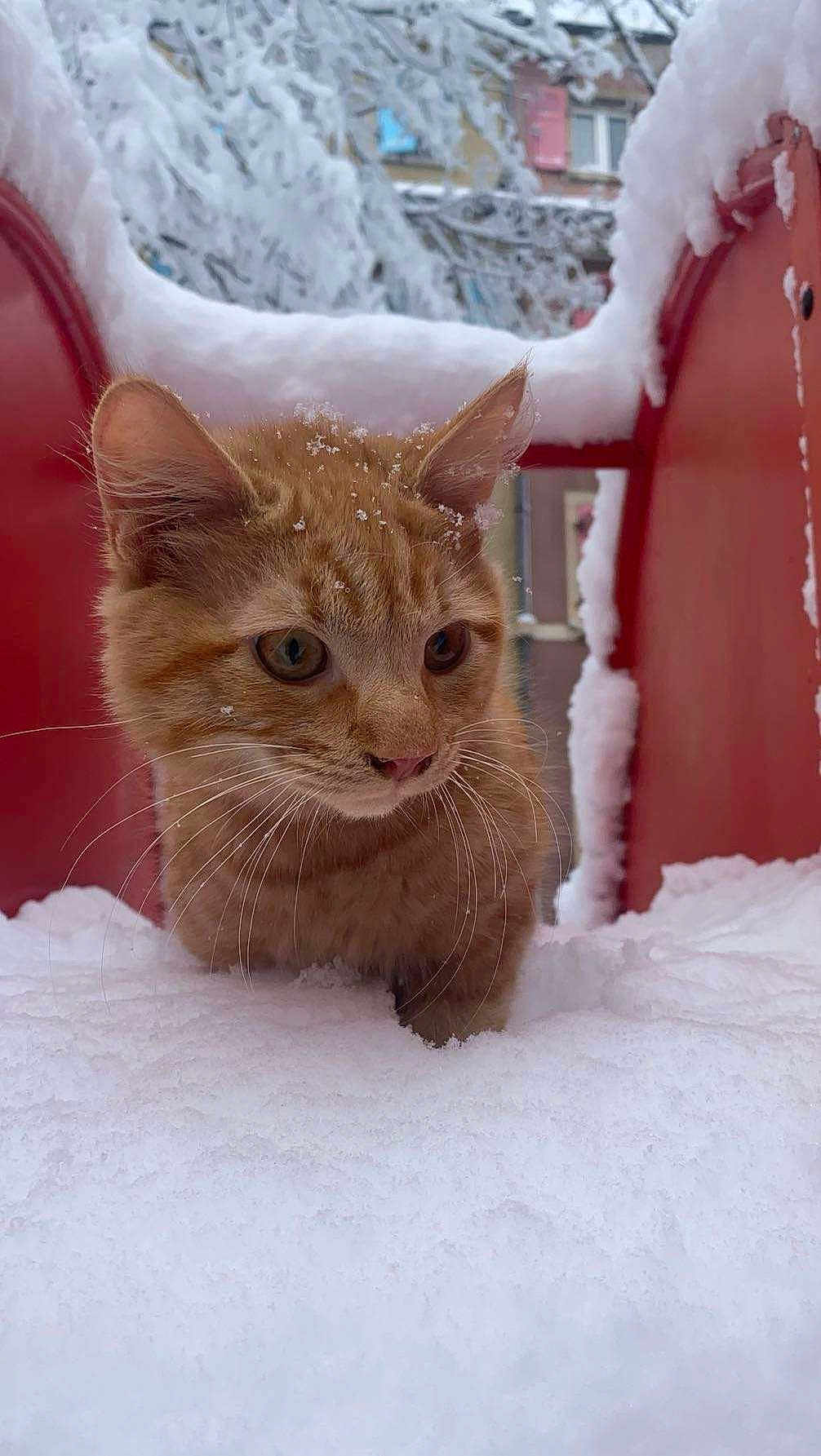 Yakari a rejoint le concours — aidez-le/la à gagner de superbes lots ! cat, kitten, snow, red_structure, outdoor, winter, snowflakes, fur, animal, cute, curious, closeup, whiskers, ears, nose, eyes, nature, cold, daylight, exploration