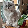Lady a rejoint le concours — aidez-le/la à gagner de superbes lots ! animal, cat, close_up, curious, domestic_cat, feline, fluffy, green_leaves, home_interior, indoor, long_hair, natural_light, pet, plant_pot, portrait, potted_plant, silver_cat, sitting, window, wooden_table