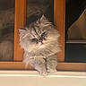 Lady participe au concours pour gagner de l'argent avec cette photo : cat, fluffy, gray, pet, feline, window, wood, indoors, resting, cute, animal, fur, face, whiskers, relaxed, looking, portrait, cozy, home, curious