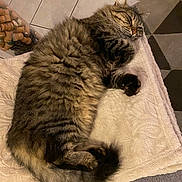 Nuxe participe au concours pour gagner de l'argent avec cette photo : animal, cat, cozy, cute, floor, fluffy, fur, home, indoor, pattern, paw, pet, relaxed, resting, rug, sleeping, tabby, tail, tile, towel