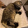 animal, cat, cozy, cute, floor, fluffy, fur, home, indoor, pattern, paw, pet, relaxed, resting, rug, sleeping, tabby, tail, tile, towel