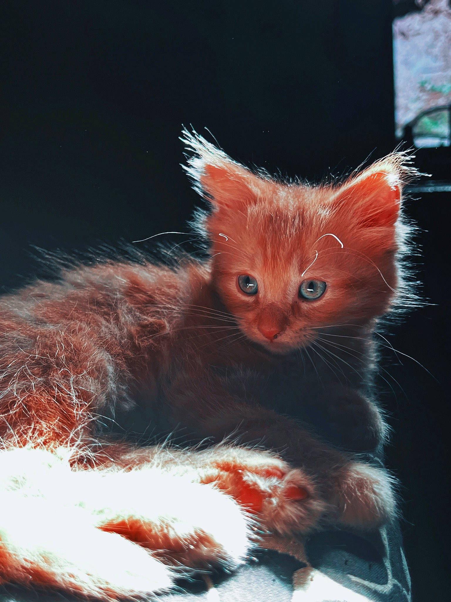 Cheeto is registered to the contest to win money with this photo: art, carnivore, cat, claw, domestic_short_haired_cat, fawn, felidae, fur, liver, paw, small_to_medium_sized_cats, snout, tail, terrestrial_animal, toy, whiskers, window