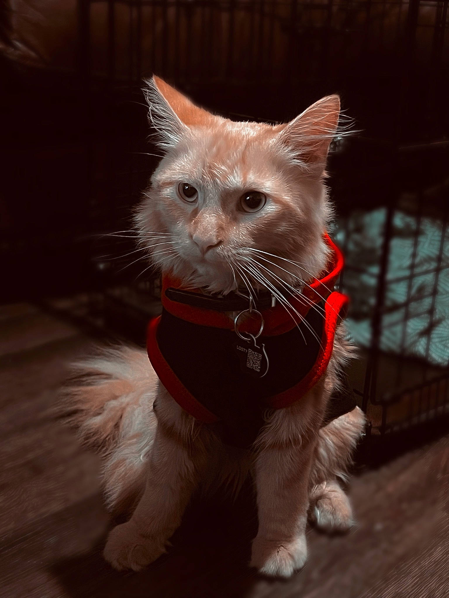 Cheeto is registered to the contest to win money with this photo: carnivore, cat, claw, collar, domestic_short_haired_cat, eye, fawn, felidae, fur, paw, small_to_medium_sized_cats, snout, tail, terrestrial_animal, whiskers, window
