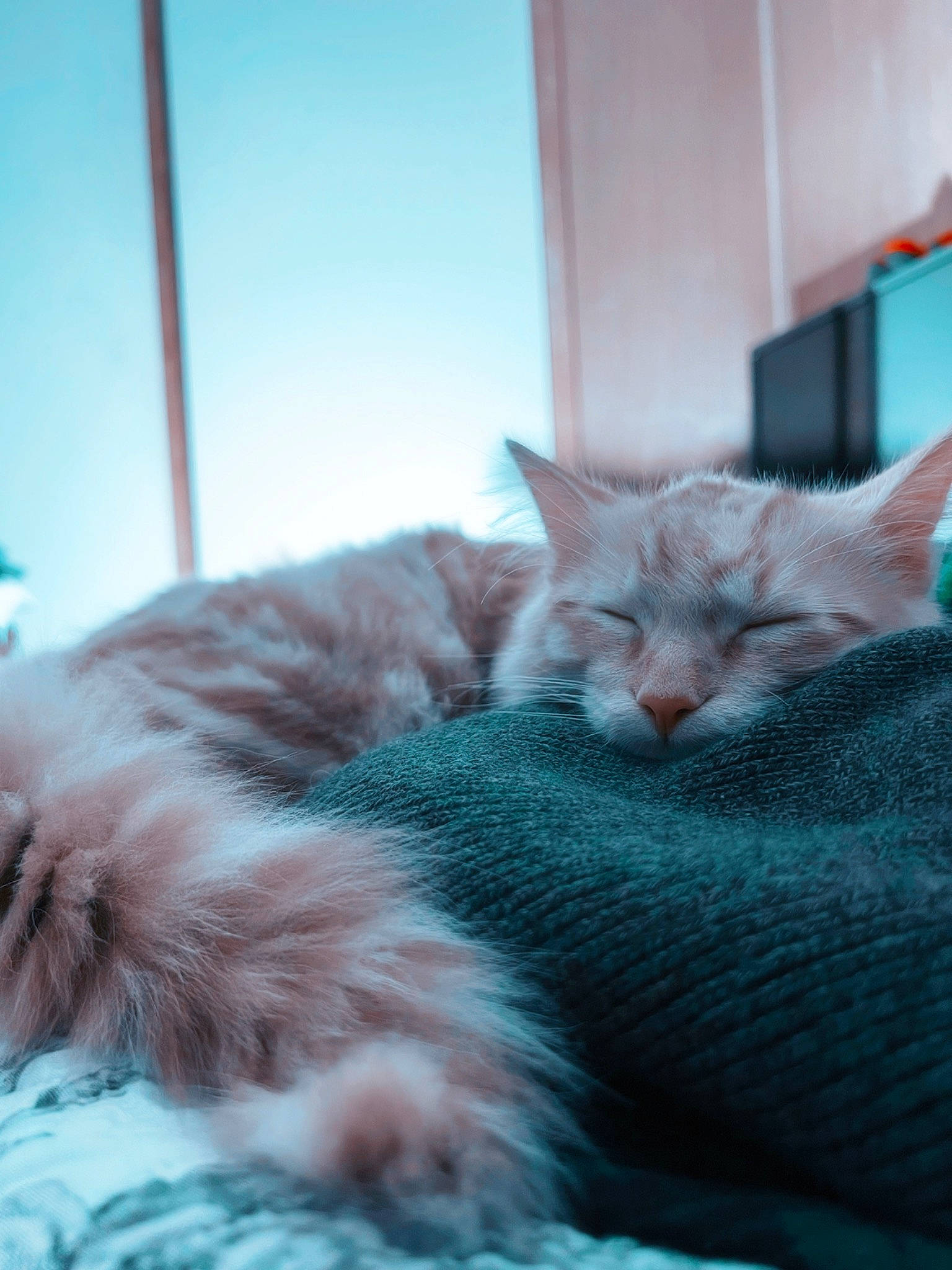 Cheeto joined the competition — help win amazing prizes! bed, carnivore, cat, cat_supply, claw, comfort, domestic_short_haired_cat, fawn, felidae, fur, grey, nap, paw, sleep, small_to_medium_sized_cats, snout, tail, whiskers, window