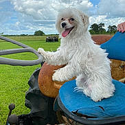 Ellie is registered to the contest to win money with this photo: dog, white_dog, black_dog, tractor, blue_seat, rusty_metal, grass, field, cloudy_sky, rural, farm, animal, pet, outdoor, tongue_out, fur, seat, wheel, nature, playful