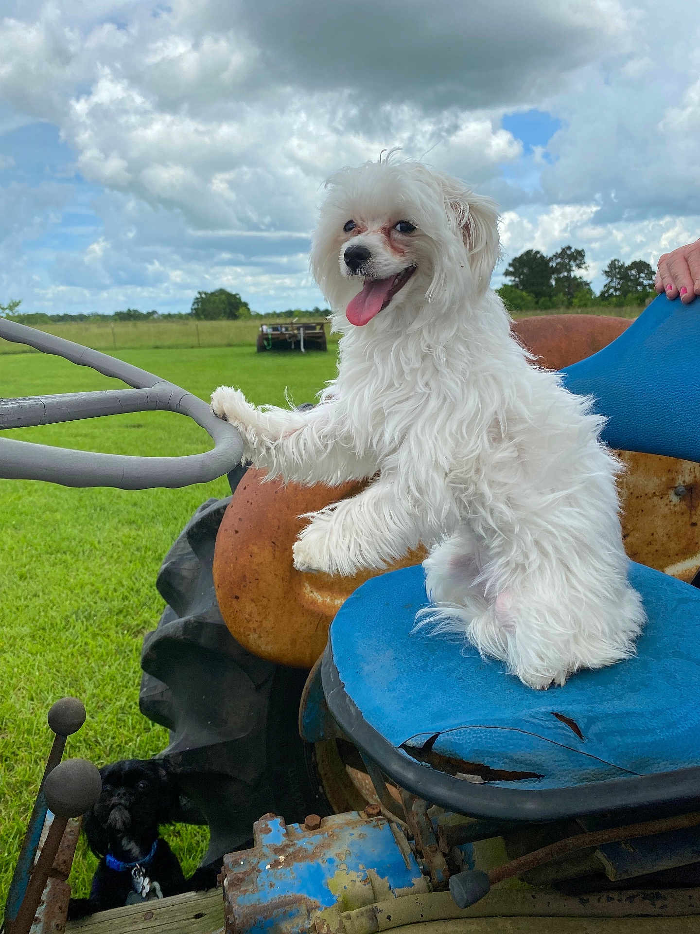 Ellie is registered to the contest to win money with this photo: dog, white_dog, black_dog, tractor, blue_seat, rusty_metal, grass, field, cloudy_sky, rural, farm, animal, pet, outdoor, tongue_out, fur, seat, wheel, nature, playful