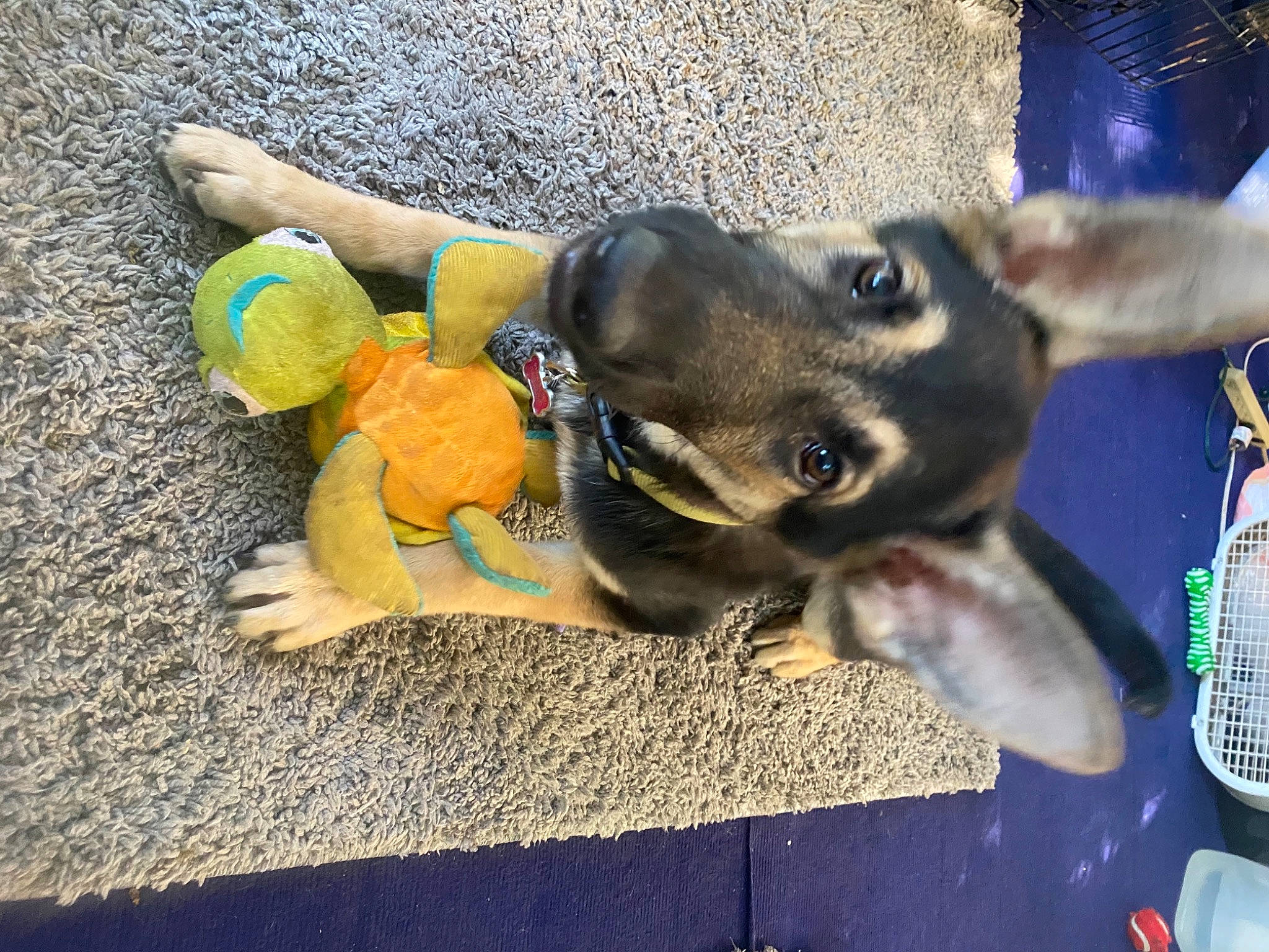 Bella Bridges is registered to the contest to win money with this photo: canidae, carnivore, claw, companion_dog, dog, dog_breed, dog_supply, fashion_accessory, fawn, flooring, fur, paw, pet_supply, sporting_group, tail, toy, working_animal