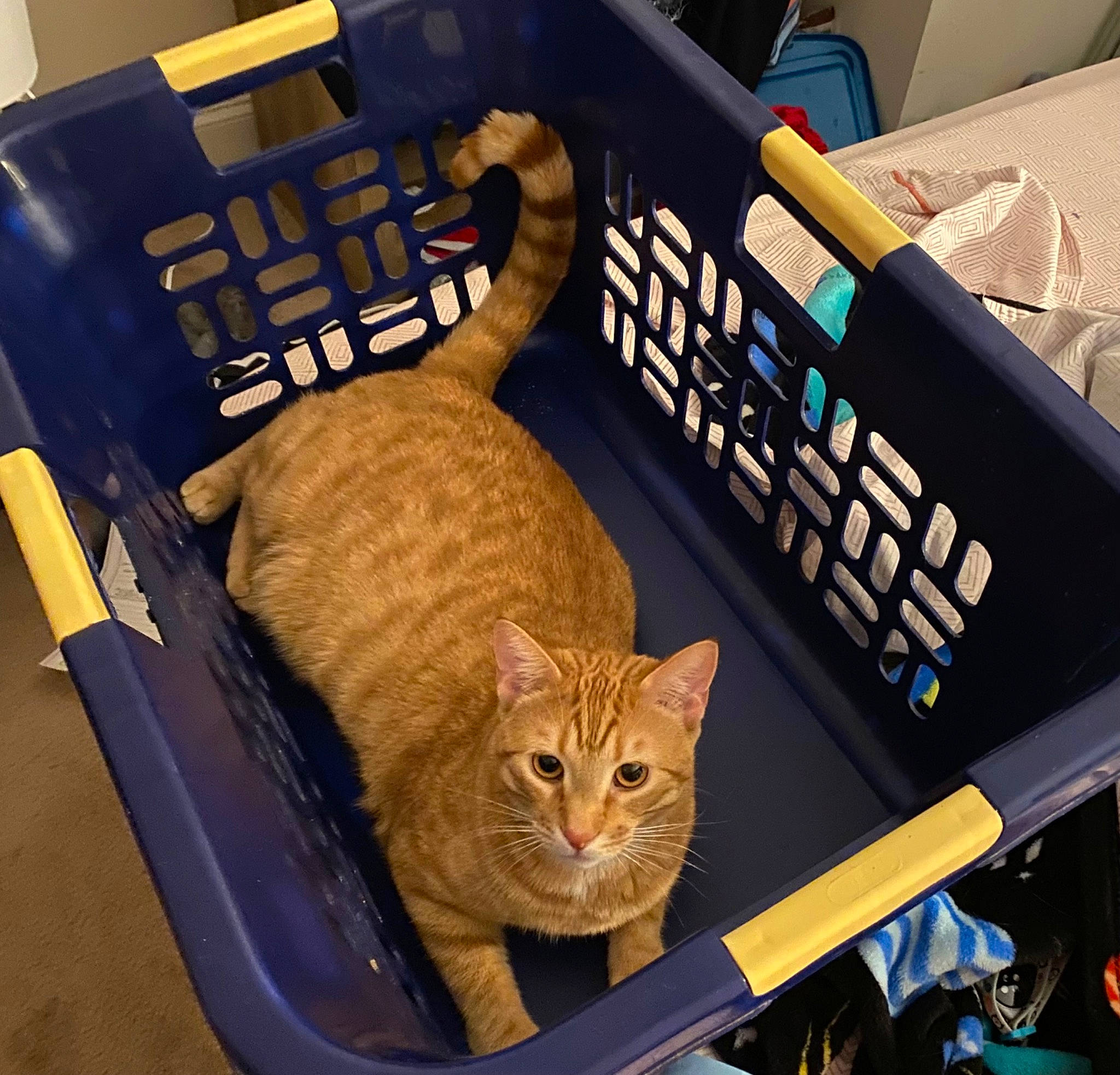 Leo is registered to the contest to win money with this photo: bag, basket, box, carnivore, cat, cat_supply, chair, comfort, domestic_short_haired_cat, felidae, fur, hardwood, luggage_and_bags, pet_supply, small_to_medium_sized_cats, tail, tire, whiskers, wicker, wood