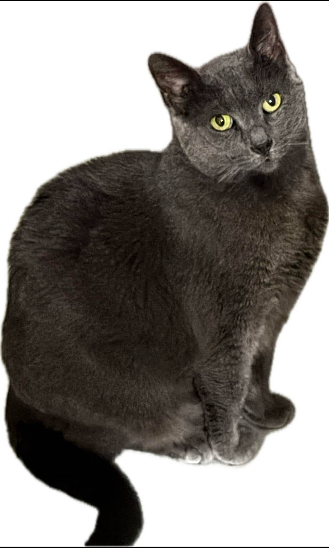 Raymond joined the competition — help win amazing prizes! abyssinian, angora, animal, blackcat, cat, egyptiancat, manx, pet